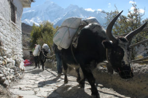 Annapurna Circuit Nepal Photographer Martin Zinggl-6