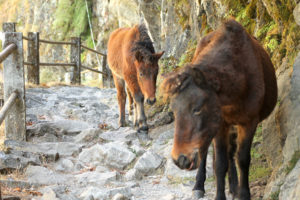 Annapurna Circuit Nepal Photographer Martin Zinggl-6